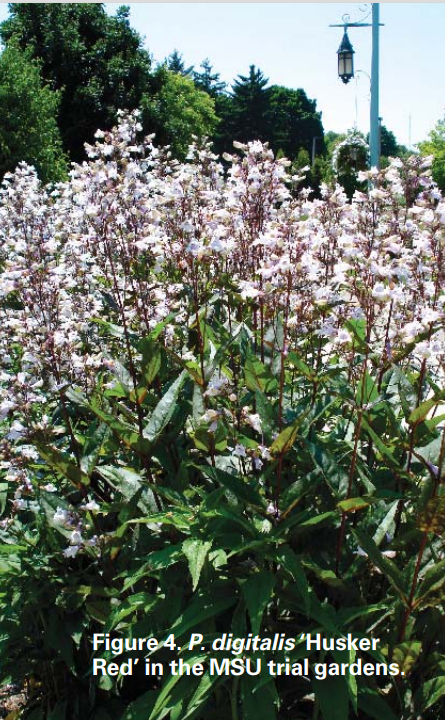 Penstemon fig4